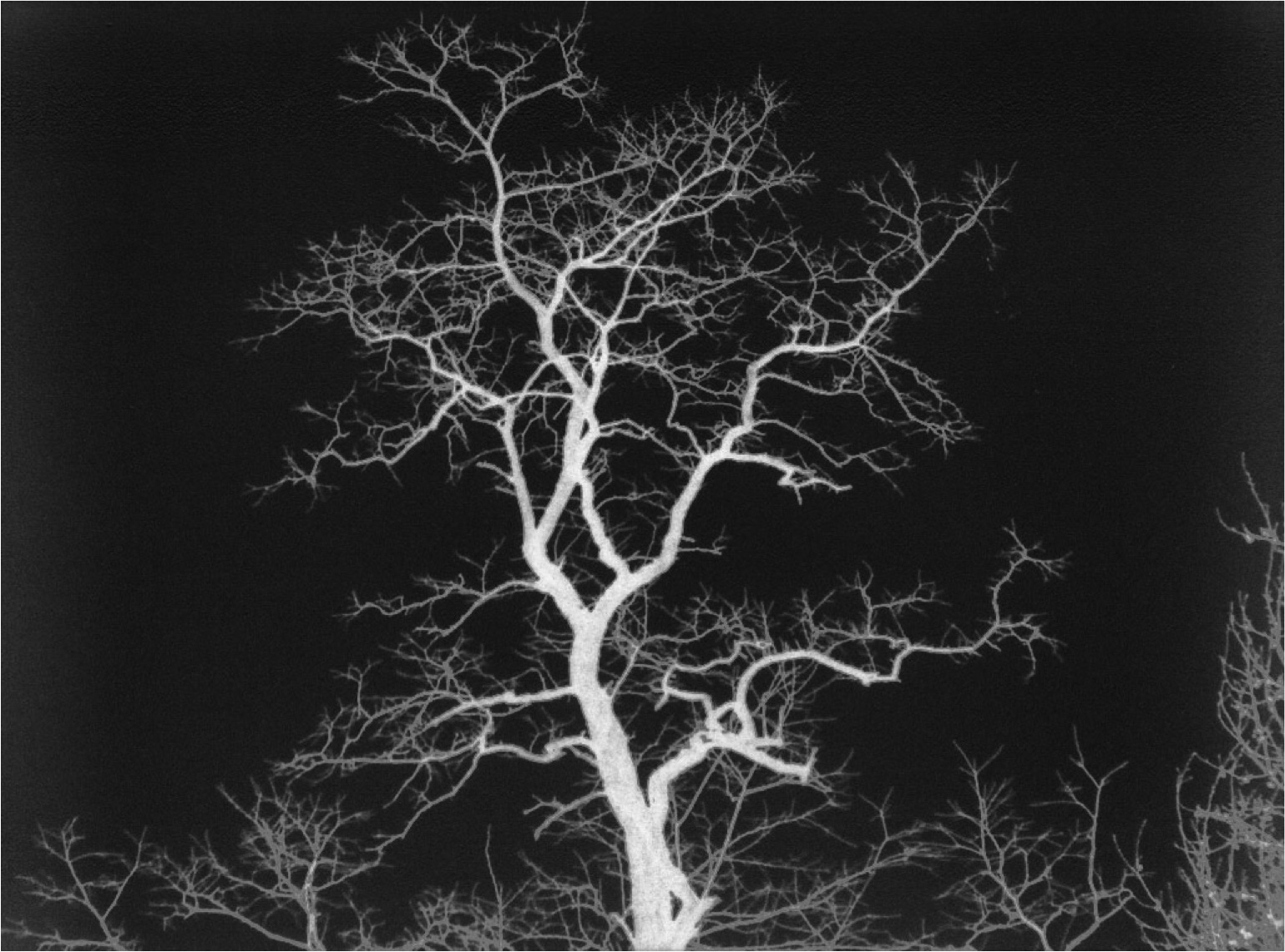 dendrite-tree.jpg